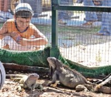 Los Pueblos exhibe con permiso las iguanas