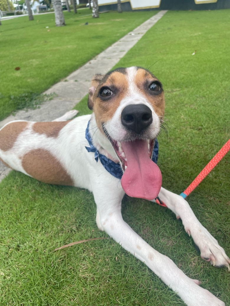 Entre ladridos y silencios: el luto de los perros por la partida de un amigo