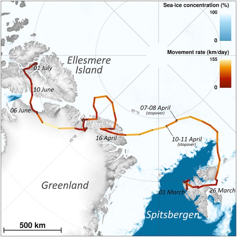 Una zorra polar recorre 3,500 km sobre capa de hielo en menos de 80 días