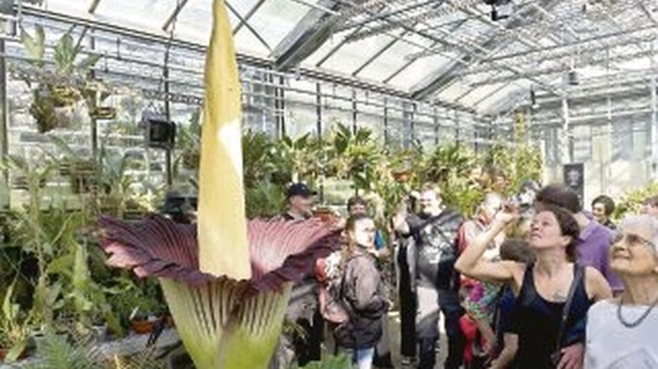 Eclosiona una ‘flor cadáver’ en Suiza