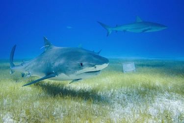 ‘Los contenedores de basura del océano’: la dieta salvaje de los tiburones más temibles