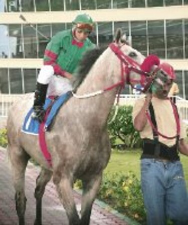 Caballos están en el Caribe
