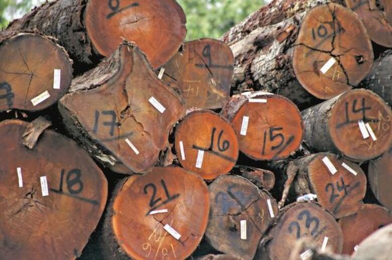 Miambiente aprueba talar árboles en vías de extinción