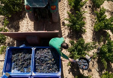 Producción  de vino desafía al clima  