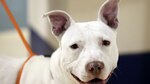 Adopción de mascotas en David, Chiriquí