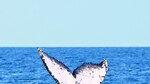 Santuario para ballenas, a debate