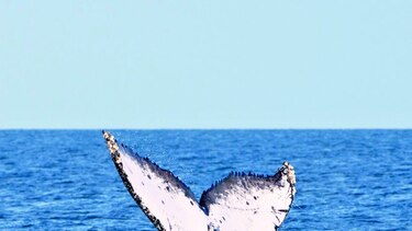 Santuario para ballenas, a debate