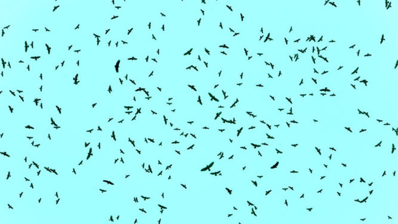 ¡Vienen las rapaces!