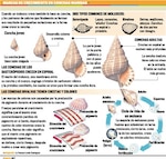 Caracoles y conchas, testigos de la evolución