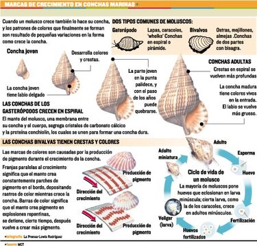 Caracoles y conchas, testigos de la evolución