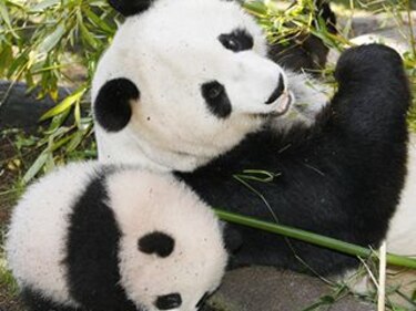 Panda en zoológico de San Diego está embarazada