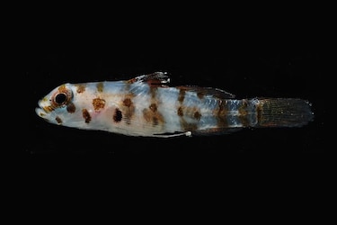 Fósiles de 7,000 años revelan cómo la pesca humana alteró los arrecifes del Caribe