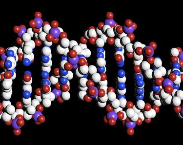 Descubren segundo código genético en el ADN