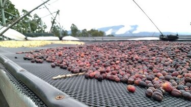 Productores optimistas con la nueva cosecha de café
