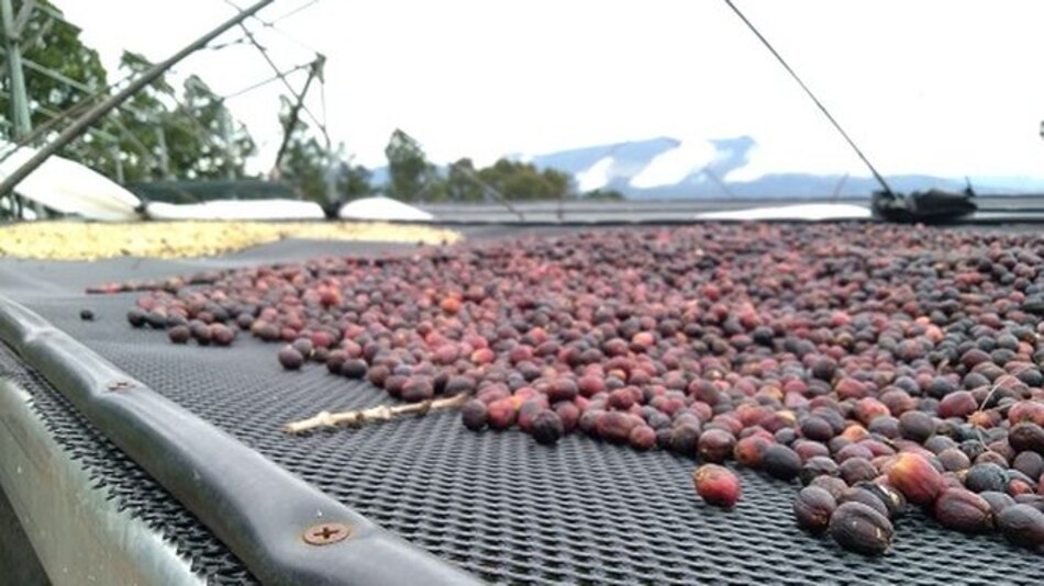 Productores optimistas con la nueva cosecha de café