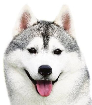 Huskies, los perros del fin del mundo