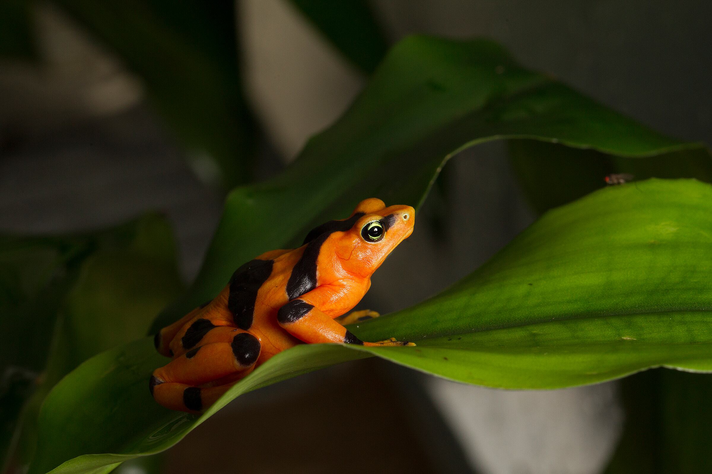 Rana Dorada en El Valle de Antón, Coclé. LP Alexander Arosemena