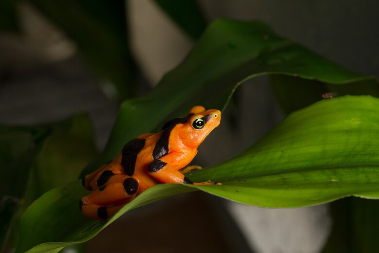 El Valle de Antón da la bienvenida al Festival de la Lluvia 2024