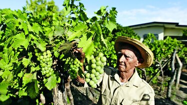 Labor detrás de un pequeño viñedo