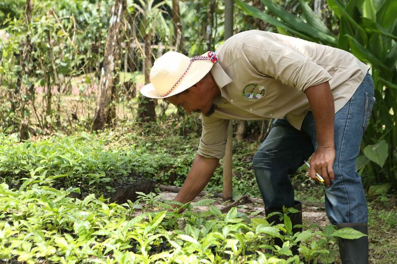 El Canal de Panamá, una ruta con aroma de café