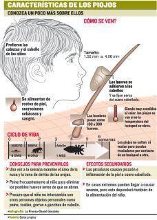 Piojos en el regreso a clases en Panamá: cómo detectarlos, tratarlos y prevenir contagios.