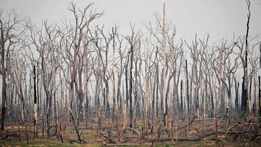 La lista más ‘roja’ de especies amenazadas