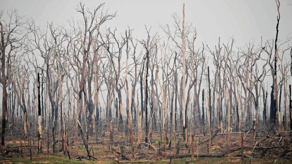 La lista más ‘roja’ de especies amenazadas