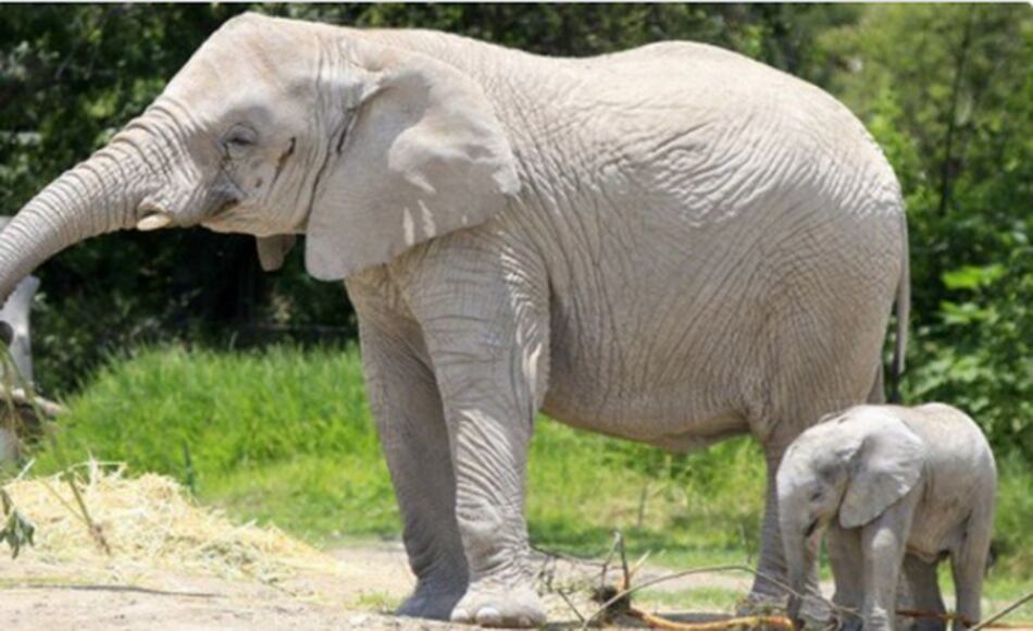 Nace elefante africano en México; sus padres fueron rescatados en Namibia