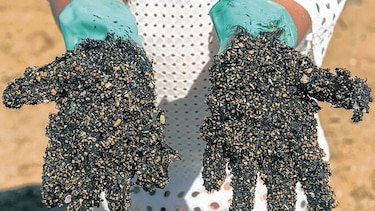 El impacto de la inédita marea negra en Brasil