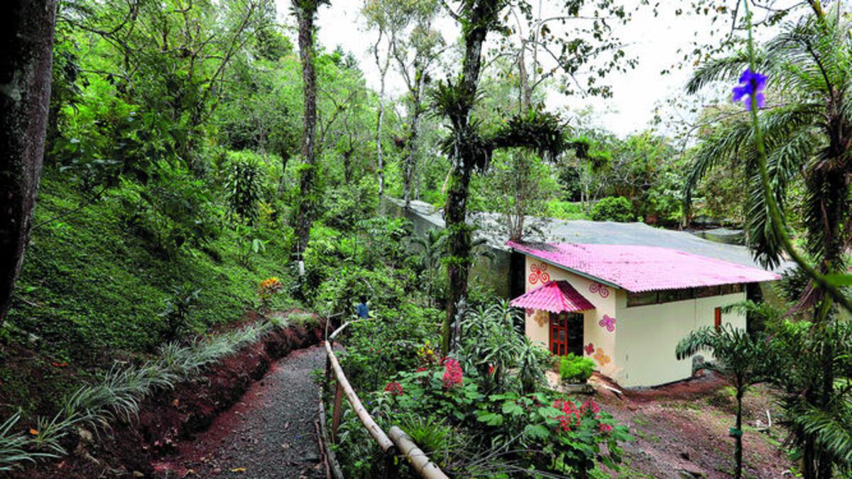 En el Mariposario Cerro La Vieja hay cerca de 500 aladas de 30 especies diferentes. Los campesinos Euclides Torrero y Jaime Navarro preparan sus parcelas para criar mariposas.