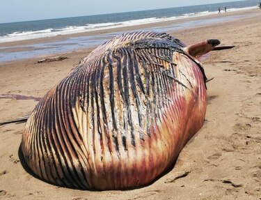 Encuentran ballena muerta en playa de Azuero