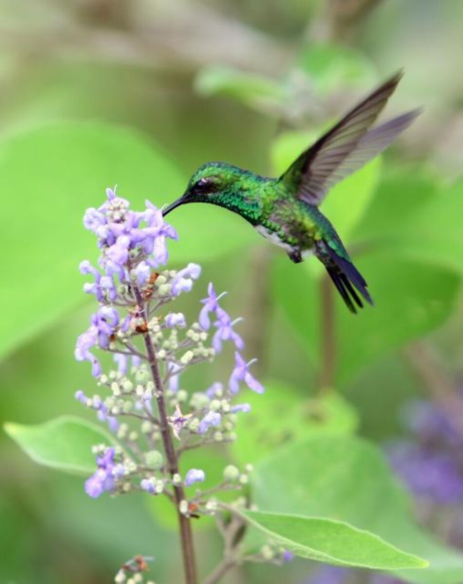México impulsa conservación del colibrí