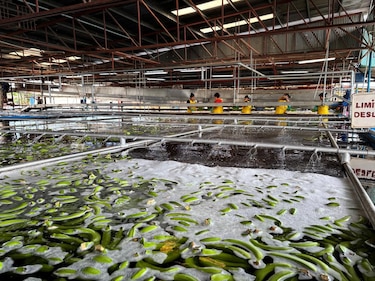 Chiquita reporta la primera cosecha de banano tras la reactivación en Bocas del Toro