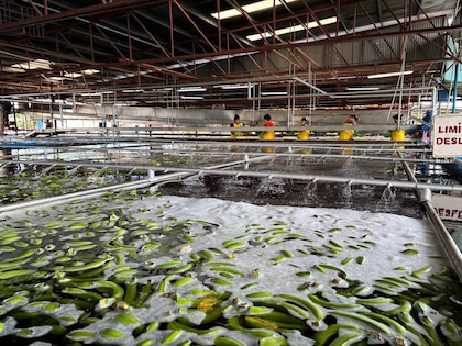 Chiquita reporta la primera cosecha de banano tras la reactivación en Bocas del Toro