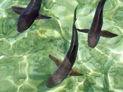 Smithsonian de Panamá advierte de proliferación de 'pez carnívoro'