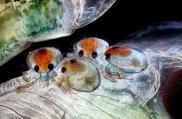 El mundo de los microorganismos a través de fotografías de un panameño