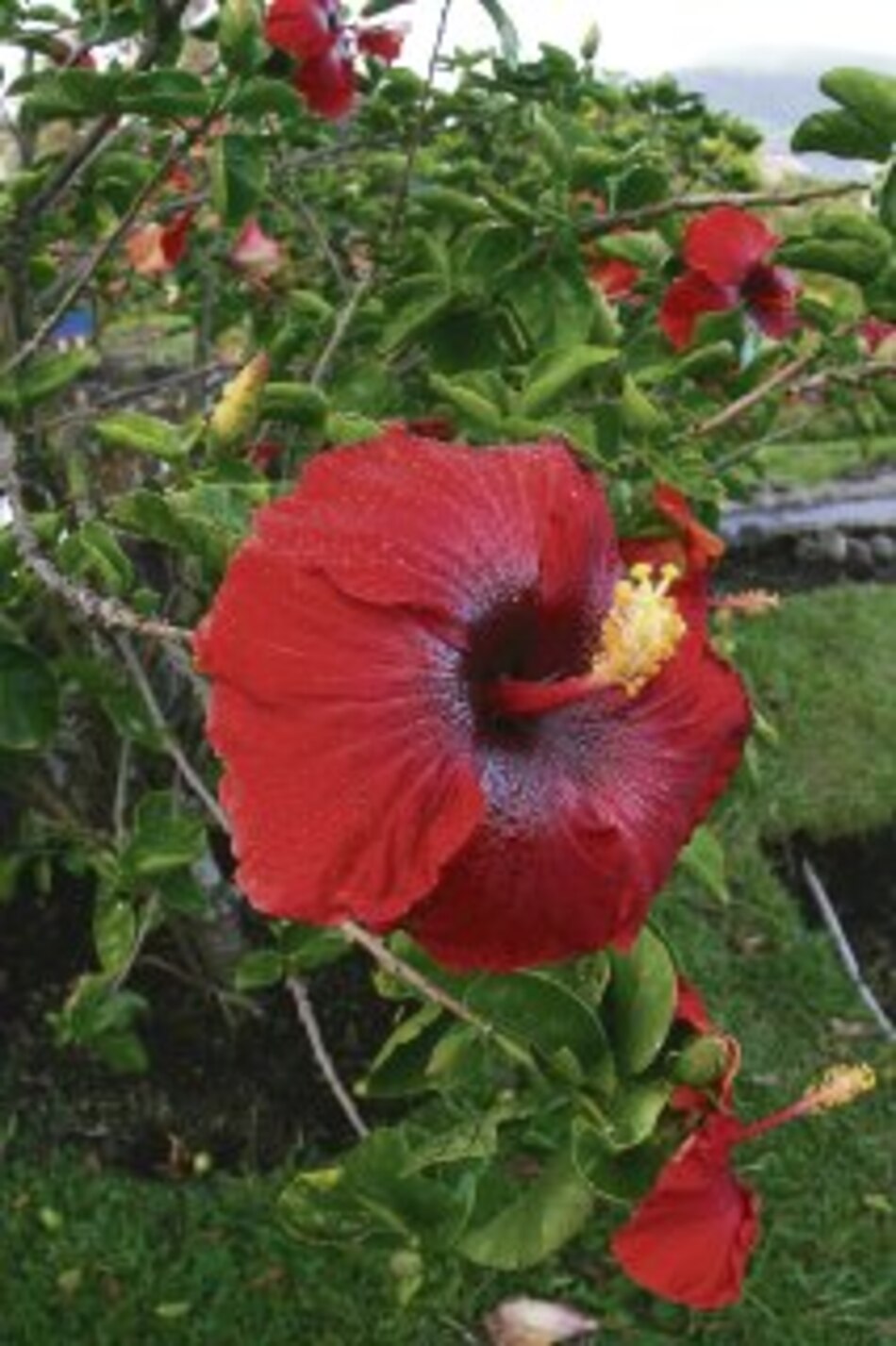 Variedades de flores en verano