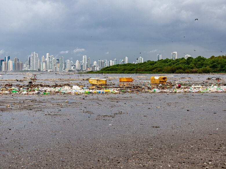 ‘Estrés hídrico’ en los manglares de la bahía de Panamá y Chame por el fenómeno de El Niño