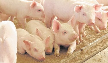 Porcicultores alertan sobre exceso de importaciones