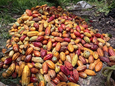 Se reanuda el envío de cacao de Bocas del Toro al mercado nacional e internacional