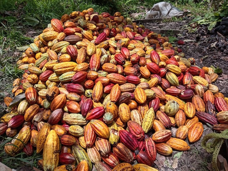 Se reanuda el envío de cacao de Bocas del Toro al mercado nacional e internacional