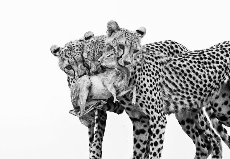 Las deslumbrantes imágenes de los premios Fotógrafo de la Vida Silvestre 2025