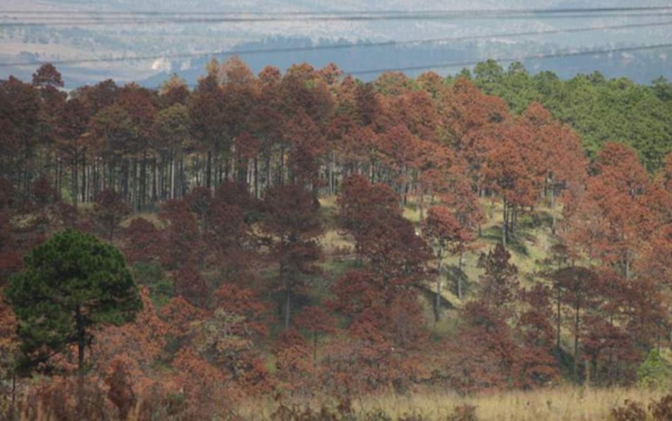 Honduras detecta rebrote de insecto del pino debido al cambio climático
