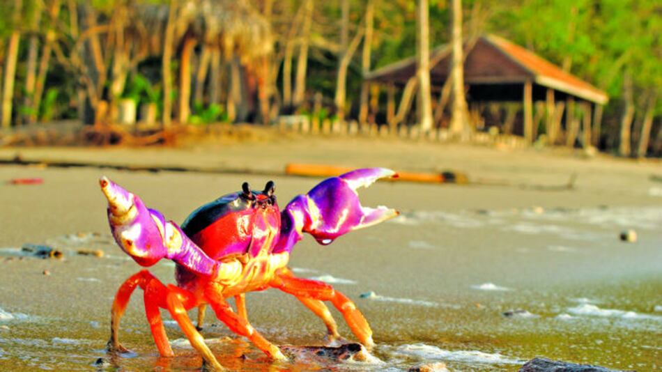 Exponen fotos en Santiago