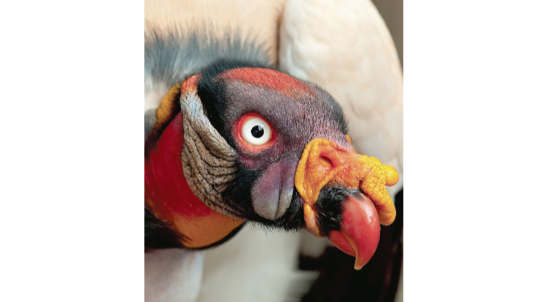 Un vistazo a ‘Panamá the Country’