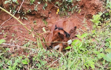 Fuertes lluvias en Ocú: productores reportan muertes de animales y cultivos afectados
