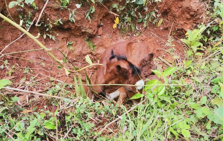 Fuertes lluvias en Ocú: productores reportan muertes de animales y cultivos afectados