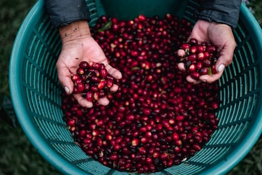 Café Geisha alcanza récord en subasta privada
