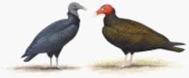 Otros habitantes Los gallinazos de la ciudad