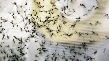 Millones para combatir el zika